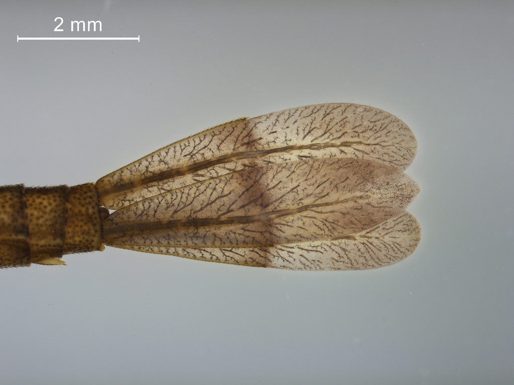 Coenagrion puella & pulchellum